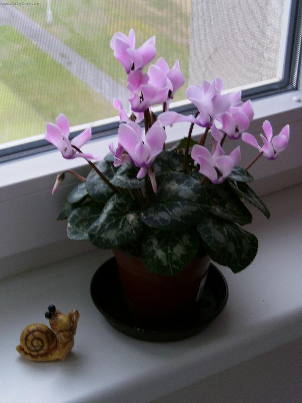 Foto: Brambo��k